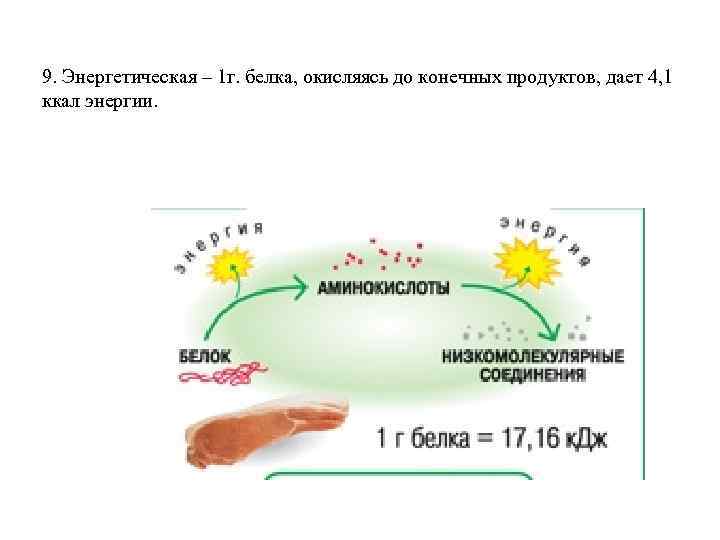 9. Энергетическая – 1 г. белка, окисляясь до конечных продуктов, дает 4, 1 ккал
