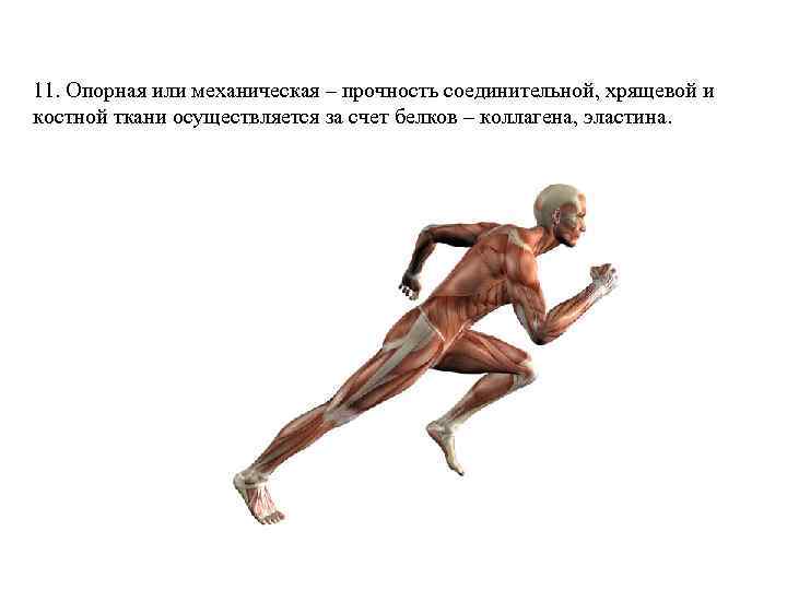 11. Опорная или механическая – прочность соединительной, хрящевой и костной ткани осуществляется за счет