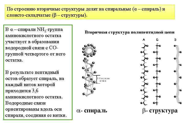 По строению вторичные структуры делят на спиральные (α – спираль) и слоисто-складчатые (β –