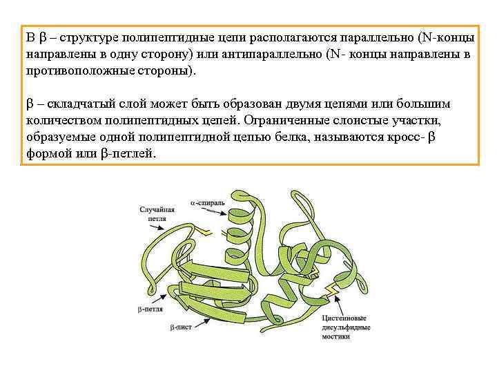 В β – структуре полипептидные цепи располагаются параллельно (N-концы направлены в одну сторону) или
