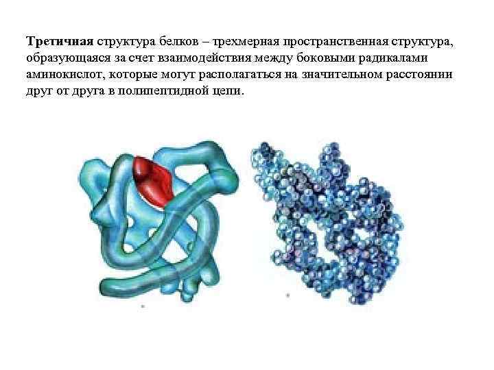 Белок может иметь структуру. Третичная структура белки химия. Альбумин структура белка третичная. Третичная пространственная структура белка. Белок трехмерная структура.