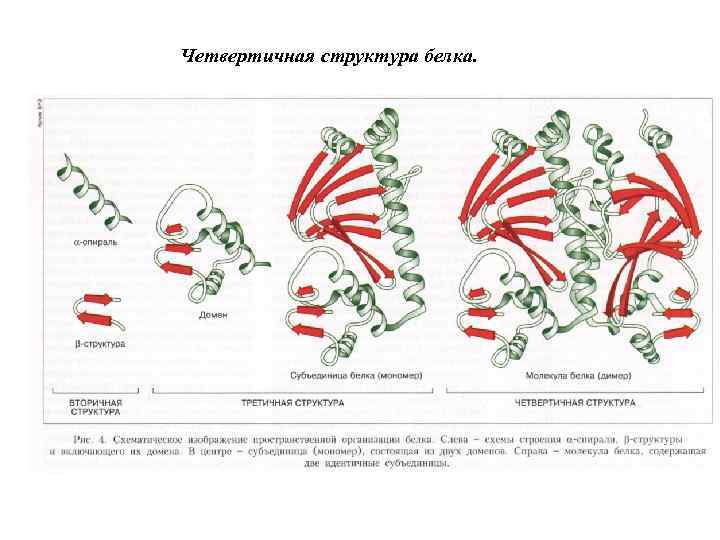 Четвертичная структура белка. 