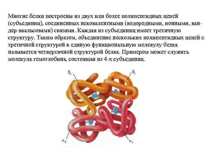 Полипептидный белок