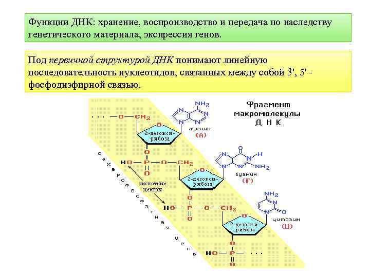 Функции днк. Структура и функции ДНК биохимия. ДНК строение и функции биохимия. Биологические функции ДНК. Строение и роль ДНК биохимия.