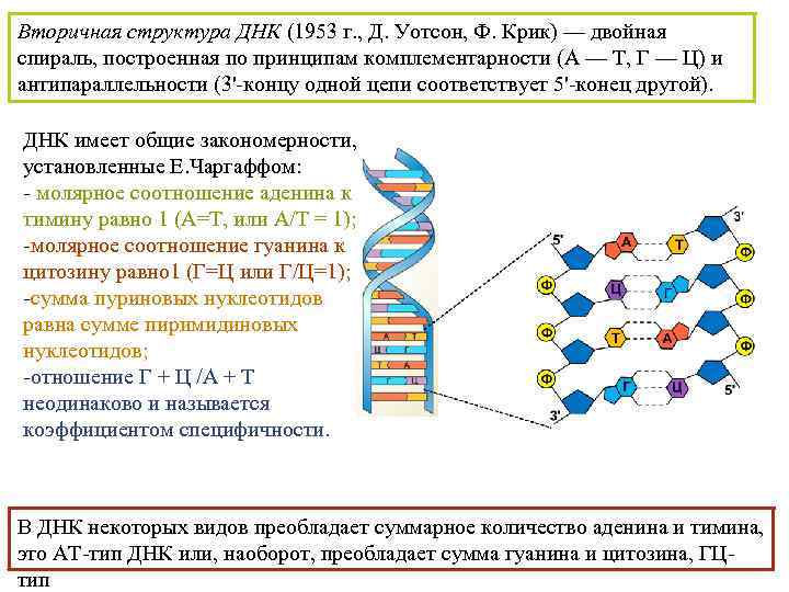 Виды цепей днк