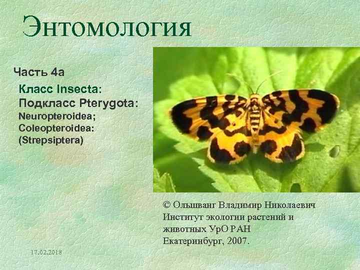 Энтомология Часть 4 а Класс Insecta: Подкласс Pterygota: Neuropteroidea; Coleopteroidea: (Strepsiptera) © Ольшванг Владимир