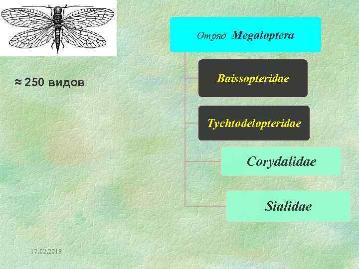 Отряд ≈ 250 видов Megaloptera Baissopteridae Tychtodelopteridae Corydalidae Sialidae 17. 02. 2018 
