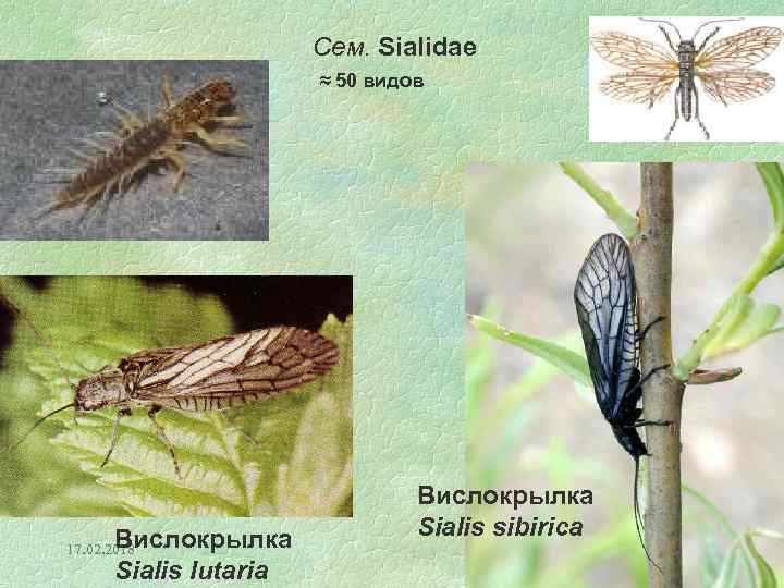 Сем. Sialidae ≈ 50 видов Вислокрылка Sialis lutaria 17. 02. 2018 Вислокрылка Sialis sibirica