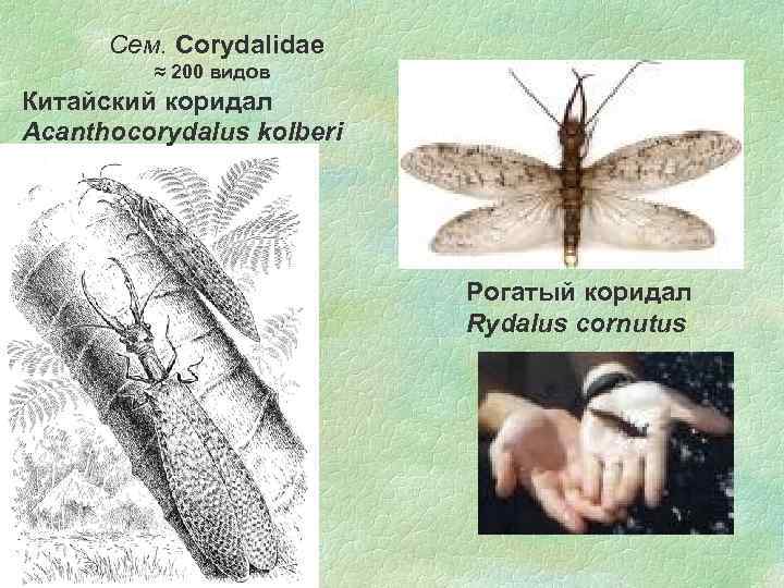 Сем. Corydalidae ≈ 200 видов Китайский коридал Acanthocorydalus kolberi Рогатый коридал Rydalus cornutus 17.
