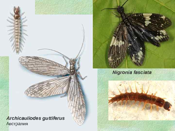 Nigronia fasciata Archicauliodes guttiferus 17. 02. 2018 Австралия 