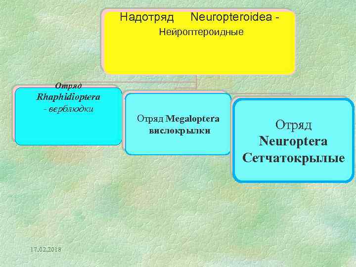 Надотряд Neuropteroidea - Нейроптероидные Отряд Rhaphidioptera - верблюдки 17. 02. 2018 Отряд Megaloptera вислокрылки