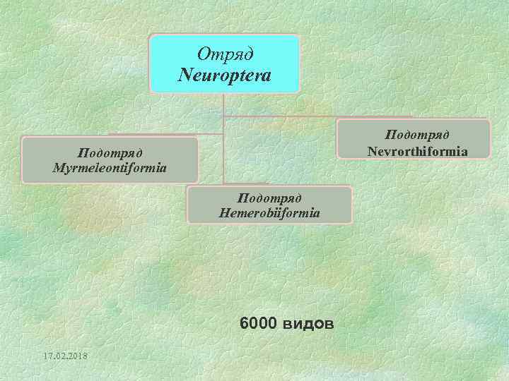 Отряд Neuroptera Подотряд Nevrorthiformia Подотряд Myrmeleontiformia Подотряд Hemerobiiformia 6000 видов 17. 02. 2018 