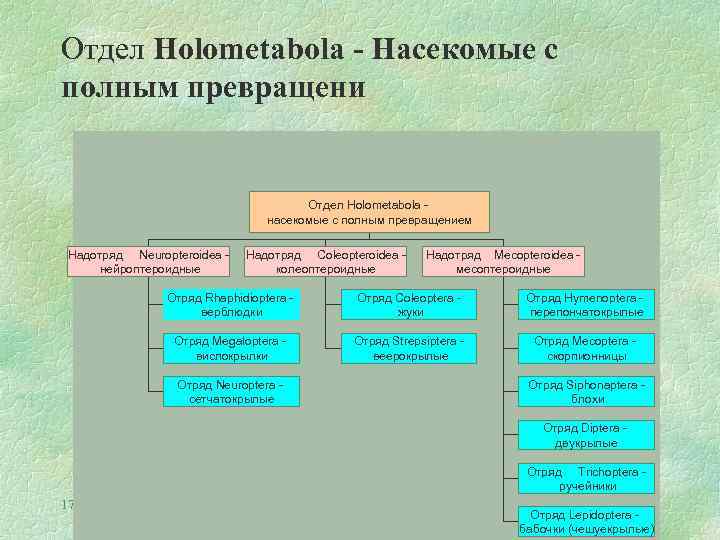 Отдел Holometabola - Насекомые с полным превращени Отдел Holometabola насекомые с полным превращением Надотряд