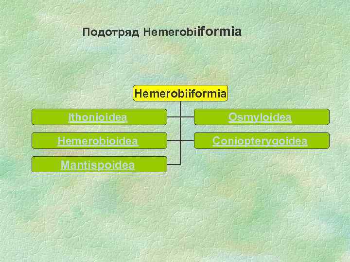 Подотряд Hemerobiiformia Ithonioidea Osmyloidea Hemerobioidea Coniopterygoidea Mantispoidea 