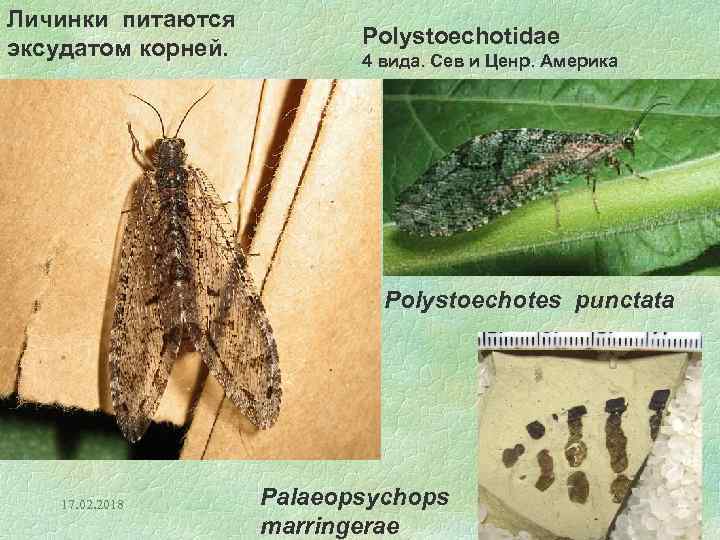 Личинки питаются эксудатом корней. Polystoechotidae 4 вида. Сев и Ценр. Америка Polystoechotes punctata 17.