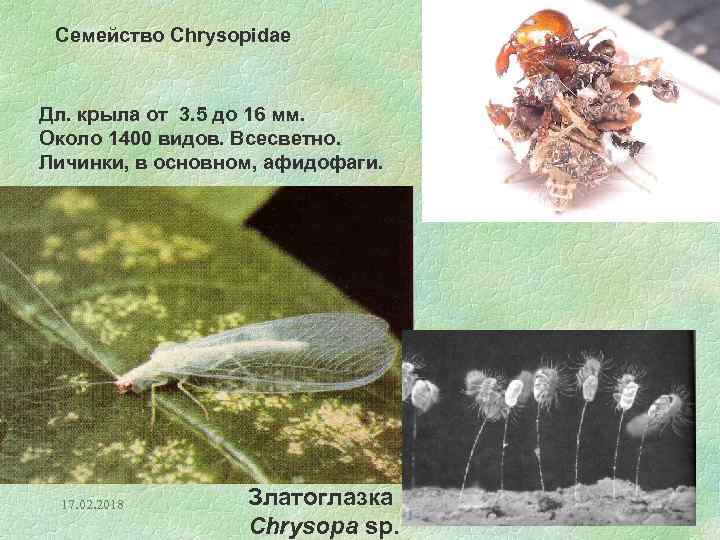 Семейство Сhrysopidae Дл. крыла от 3. 5 до 16 мм. Около 1400 видов. Всесветно.
