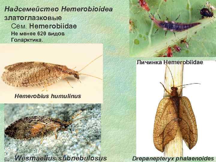Надсемейство Hemerobioidea златоглазковые Сем. Hemerobiidae Не менее 620 видов Голарктика. Личинка Hemerobiidae Hemerobius humulinus