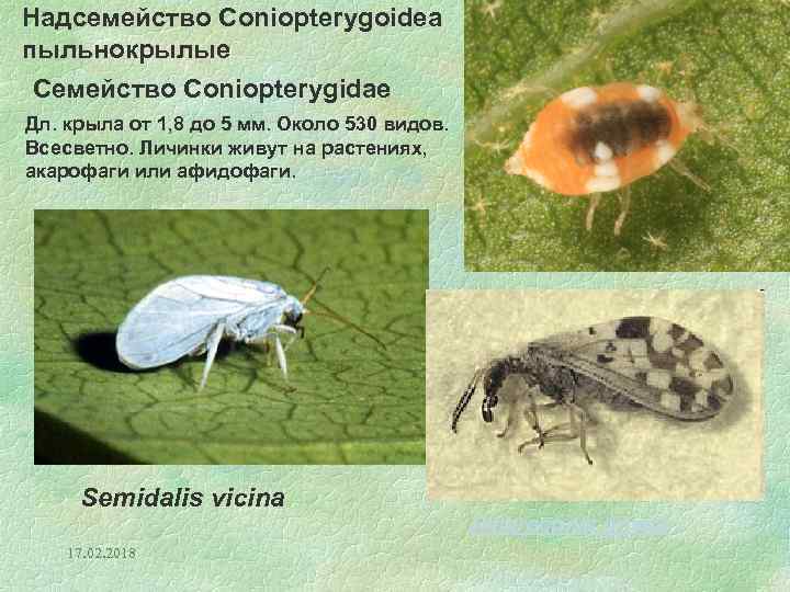 Надсемейство Coniopterygoidea пыльнокрылые Семейство Coniopterygidae Дл. крыла от 1, 8 до 5 мм. Около