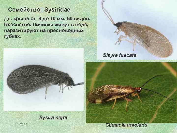 Семейство. SSysiridae Дл. крыла от 4 до 10 мм. 60 видов. Всесветно. Личинки живут