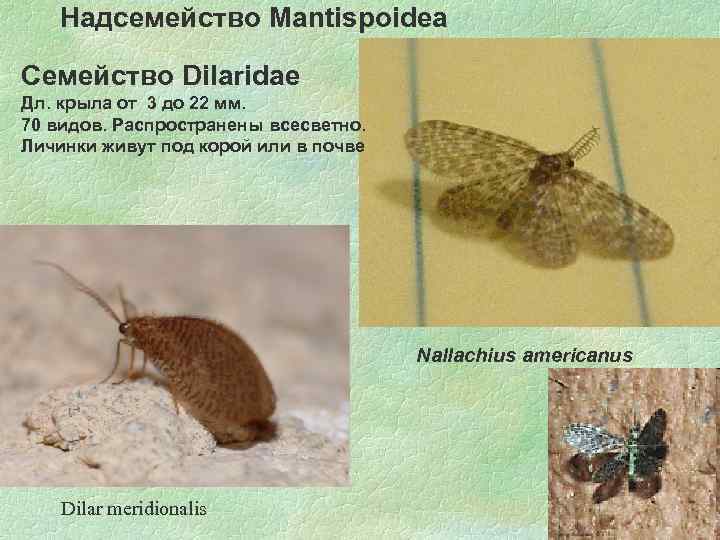 Надсемейство Mantispoidea Семейство Dilaridae Дл. крыла от 3 до 22 мм. 70 видов. Распространены