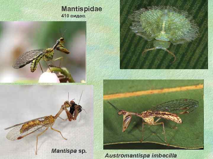 Mantispidae 410 видов. 17. 02. 2018 Mantispa sp. Austromantispa imbecilla 