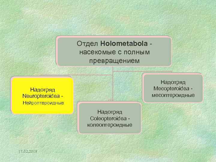 Отдел Holometabola насекомые с полным превращением Надотряд Mecopteroidea месоптероидные Надотряд Neuropteroidea Нейроптероидные Надотряд Coleopteroidea