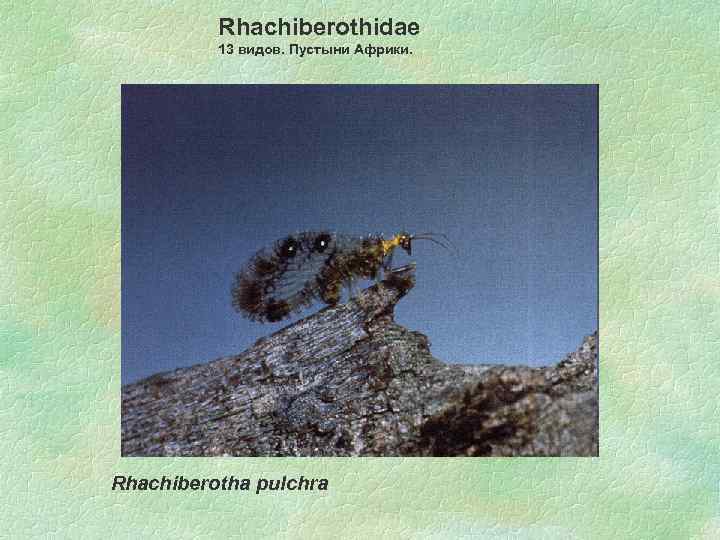 Rhachiberothidae 13 видов. Пустыни Африки. Rhachiberotha pulchra 