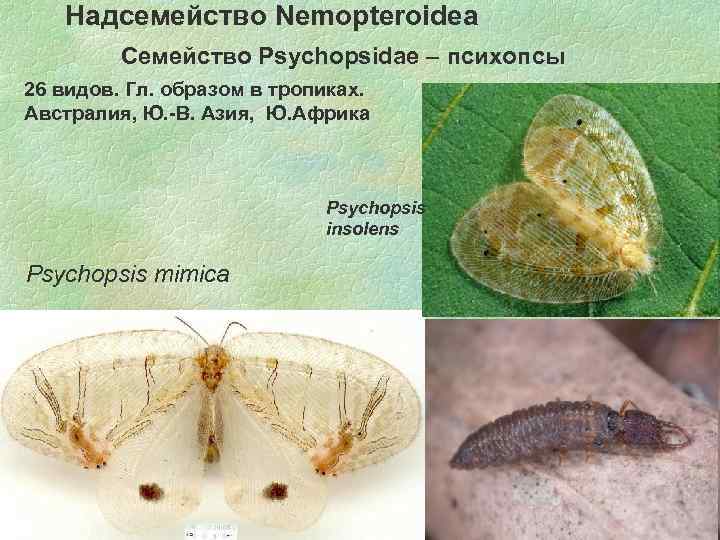 Надсемейство Nemopteroidea Семейство Psychopsidae – психопсы 26 видов. Гл. образом в тропиках. Австралия, Ю.