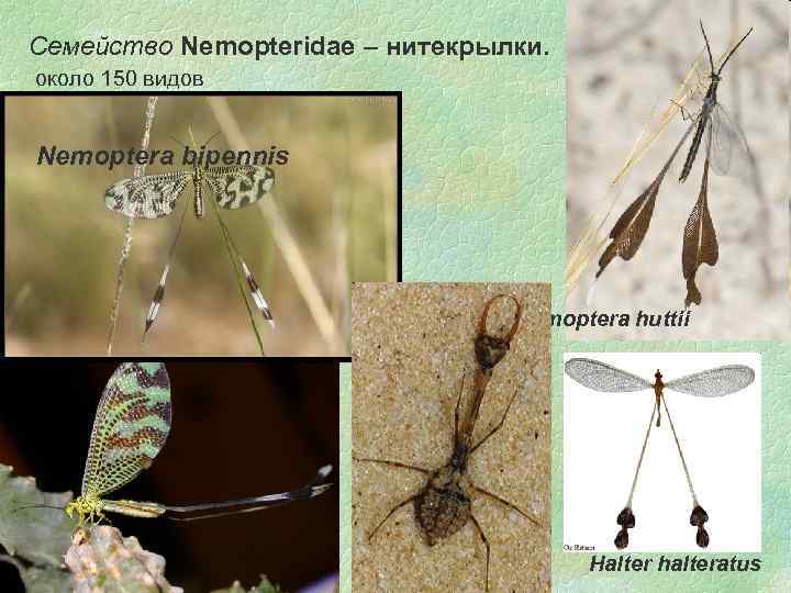 Семейство Nemopteridae – нитекрылки. около 150 видов Nemoptera bipennis Chasmoptera huttii 17. 02. 2018
