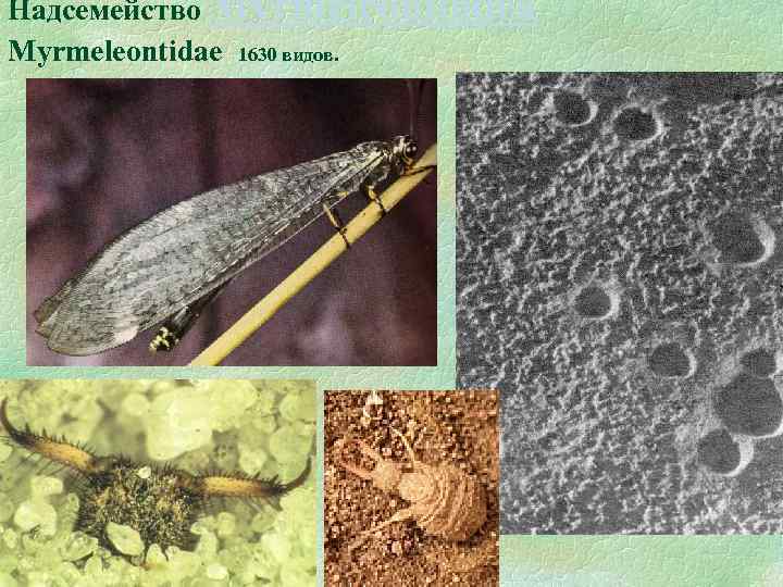 Надсемейство Myrmeleontoidea Myrmeleontidae 1630 видов. 17. 02. 2018 