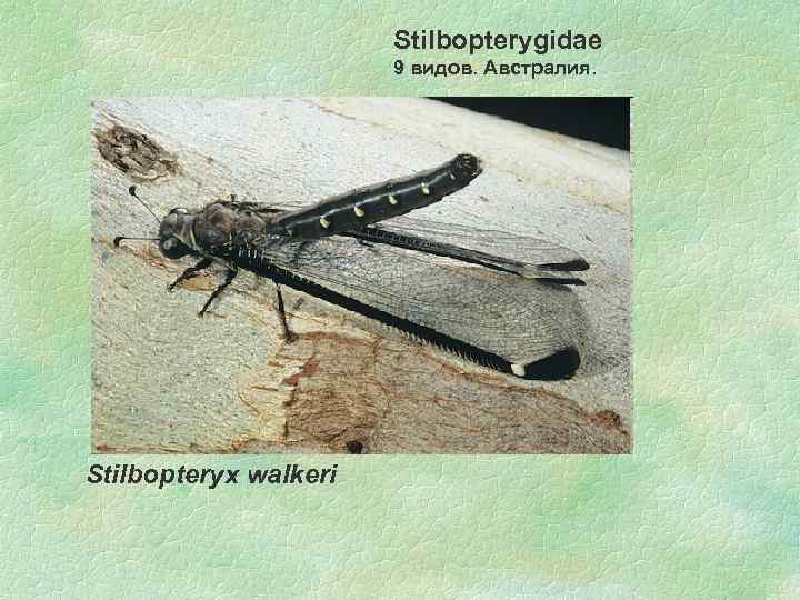 Stilbopterygidae 9 видов. Австралия. Stilbopteryx walkeri 