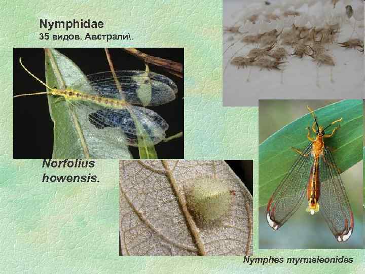Nymphidae 35 видов. Австрали. Norfolius howensis. Nymphes myrmeleonides 
