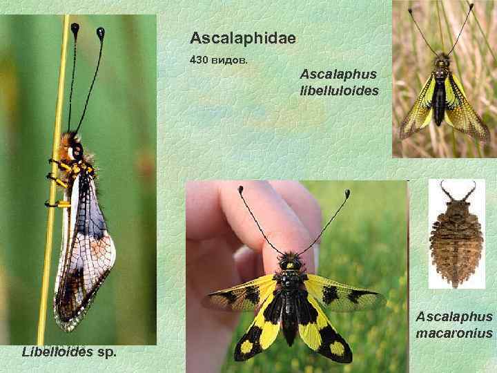 Ascalaphidae 430 видов. Ascalaphus libelluloides Ascalaphus macaronius 17. 02. 2018 Libelloides sp. 