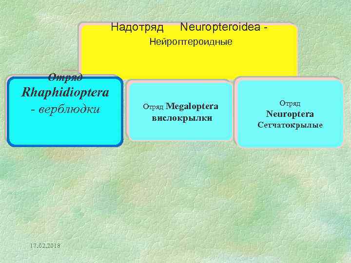 Надотряд Neuropteroidea - Нейроптероидные Отряд Rhaphidioptera - верблюдки 17. 02. 2018 Отряд Megaloptera вислокрылки