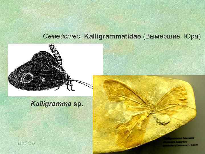 Семейство Kalligrammatidae (Вымершие, Юра) Kalligramma sp. 17. 02. 2018 