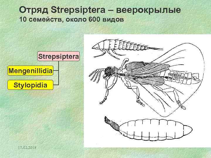 Отряд Strepsiptera – веерокрылые 10 семейств, около 600 видов Strepsiptera Mengenillidia Stylopidia 17. 02.