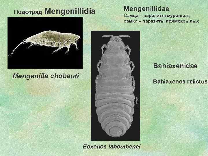 Подотряд Mengenillidia Mengenillidae Самца – паразиты муравьев, самки – паразиты прямокрылых Bahiaxenidae Mengenilla chobauti