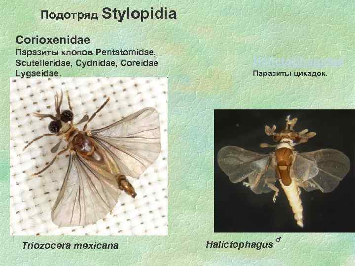 Подотряд Stylopidia Corioxenidae Паразиты клопов Pentatomidae, Scutelleridae, Cydnidae, Coreidae Lygaeidae. Triozocera mexicana Halictophagidae Паразиты