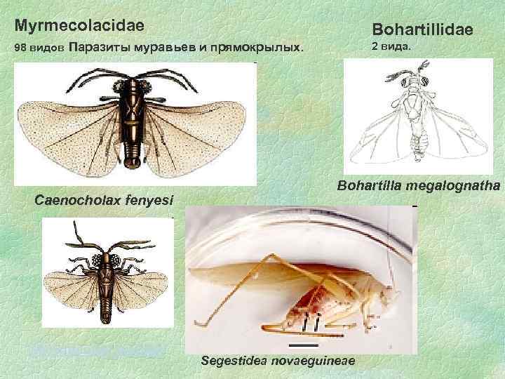 Myrmecolacidae Bohartillidae 98 видов Паразиты муравьев и прямокрылых. 2 вида. Caenocholax fenyesi Myrmecolax nietneri