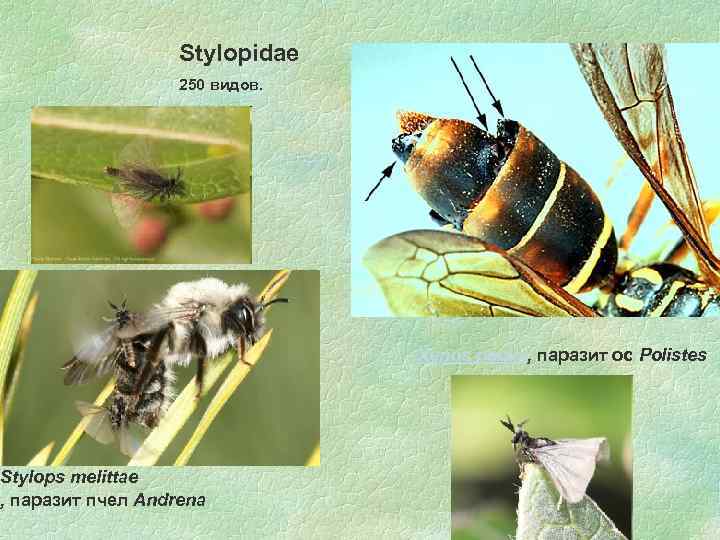 Stylopidae 250 видов. Stylops melittae , паразит пчел Andrena Xenos peckii, паразит ос Polistes