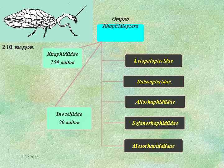 Отряд Rhaphidioptera 210 видов Rhaphidiidae 150 видов Letopalopteridae Baissopteridae Allorhaphidiidae Inocellidae 20 видов Sojanorhaphidiidae