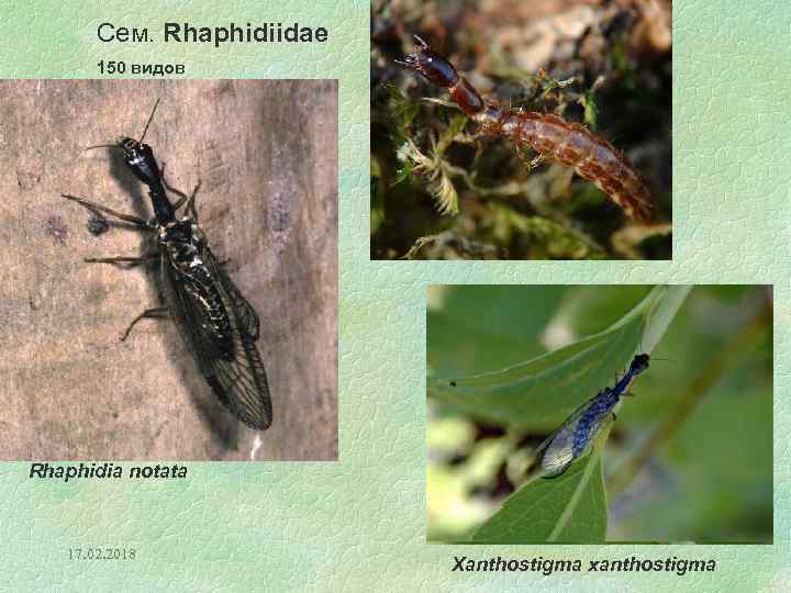 Сем. Rhaphidiidae 150 видов Rhaphidia notata 17. 02. 2018 Xanthostigma xanthostigma 
