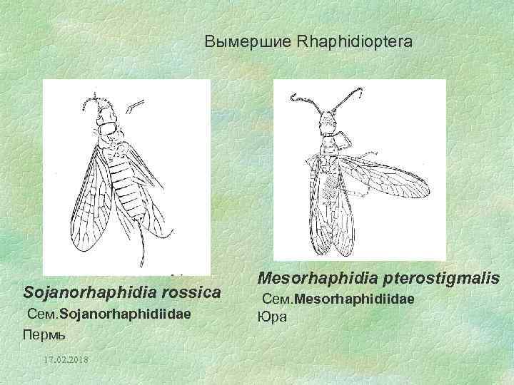 Вымершие Rhaphidioptera Sojanorhaphidia rossica Сем. Sojanorhaphidiidae Пермь 17. 02. 2018 Mesorhaphidia pterostigmalis Сем. Mesorhaphidiidae