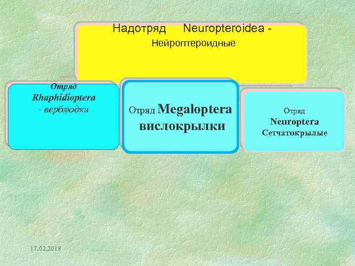 Надотряд Neuropteroidea - Нейроптероидные Отряд Rhaphidioptera - верблюдки Отряд Megaloptera вислокрылки 17. 02. 2018