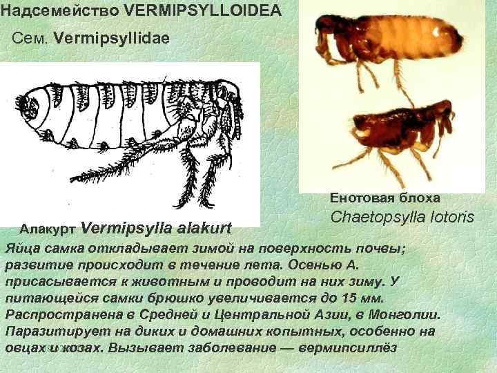 Надсемейство VERMIPSYLLOIDEA Сем. Vermipsyllidae Енотовая блоха Chaetopsylla lotoris Алакурт Vermipsylla alakurt Яйца самка откладывает