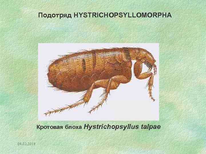 Подотряд HYSTRICHOPSYLLOMORPHA Кротовая блоха Hystrichopsyllus talpae 09. 02. 2018 