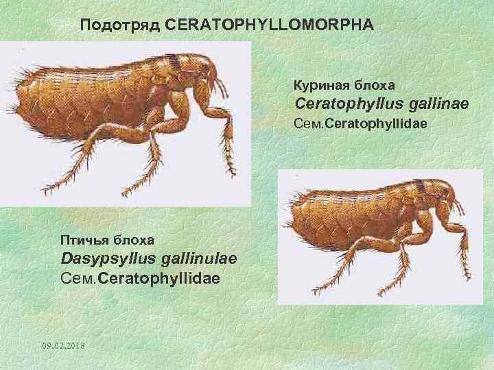 Подотряд CERATOPHYLLOMORPHA Куриная блоха Ceratophyllus gallinae Сем. Ceratophyllidae Птичья блоха Dasypsyllus gallinulae Сем. Ceratophyllidae