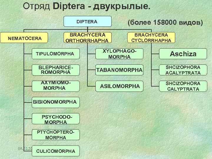 Отряд Diptera - двукрылые. (более 158000 видов) DIPTERA NEMATOCERA BRACHYCERA ORTHORRHAPHA BRACHYCERA CYCLORRHAPHA TIPULOMORPHA