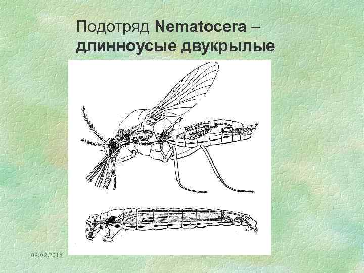 Подотряд Nematocera – длинноусые двукрылые 09. 02. 2018 