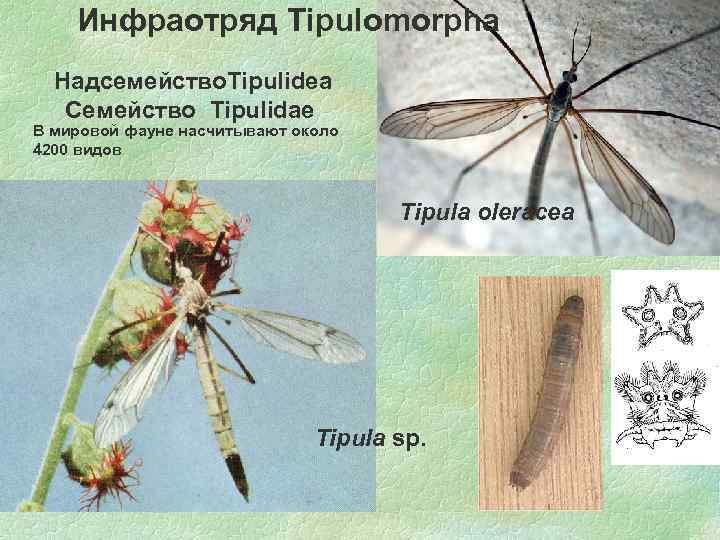 Инфраотряд Tipulomorpha Надсемейство. Tipulidea Семейство Tipulidae В мировой фауне насчитывают около 4200 видов Tipula